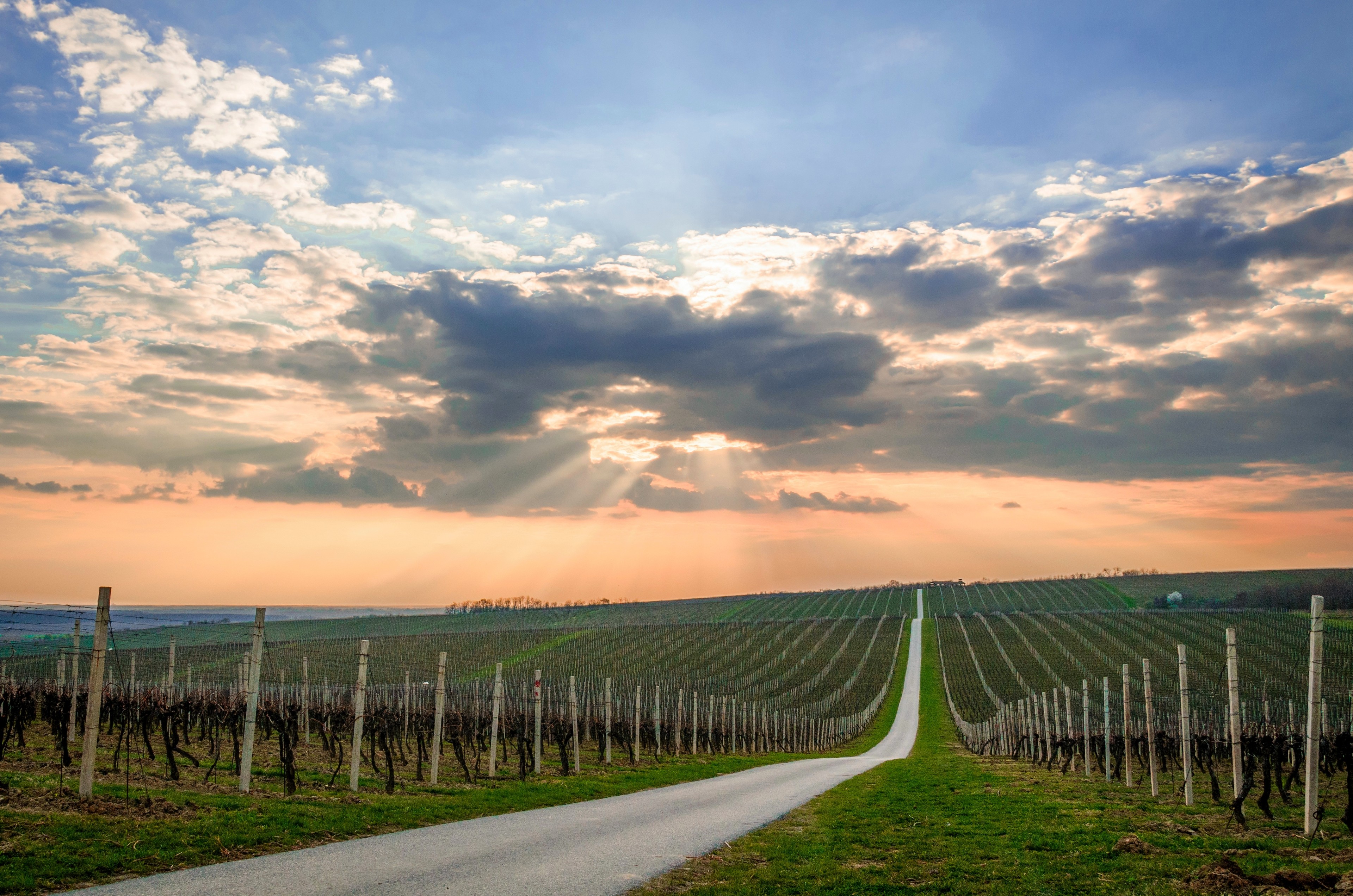 Visit Baranja | Baranja – Mother of wine